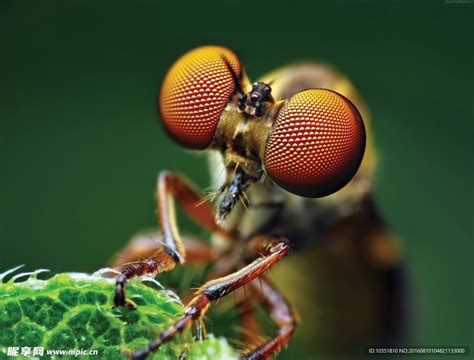 苍蝇特写大眼睛摄影图__昆虫_生物世界_摄影图库_昵图网