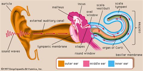 Middle ear | anatomy | Britannica