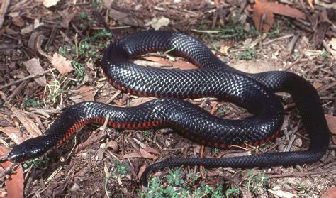 Red-bellied Black Snake - The Australian Museum