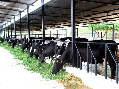 Indiana Dairy Farmers Pleased with Walmart’s Choice | Cattle housing ...