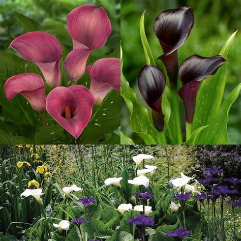 Buy arum lily collection Zantedeschia collection