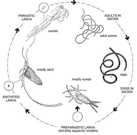 Horsehair Worm Management Guidelines--UC IPM | Insect species, Horse ...