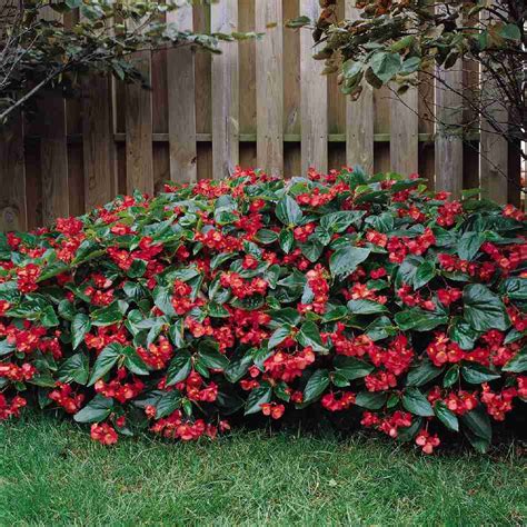 BEGONIA semperflorens DRAGON WING RED (PELLETS) - Muller Seeds