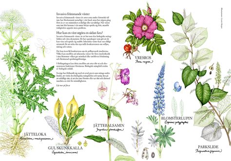 Sketchbook illustrations of Invasive Plants - Lizzie Harper