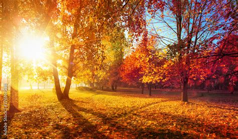 Autumn Landscape. Fall Scene.Trees and Leaves in Sunlight Rays Stock ...