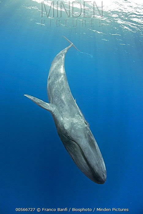 Pygmy Blue Whale stock photo - Minden Pictures