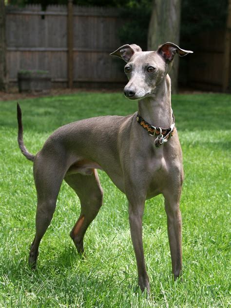 Italian Greyhound - Wikipedia