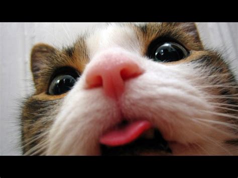 Funny cats showing tongues – Funny cats compilation - YouTube