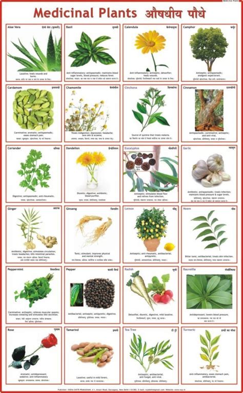 Medicinal Plants Chart Paper Print - Educational posters in India - Buy ...