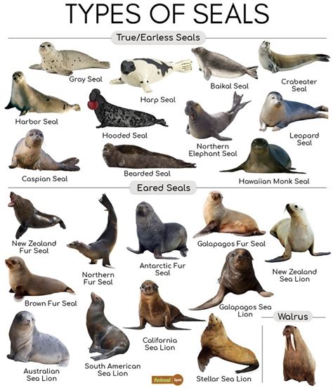 Types of Seals and Marine Animals