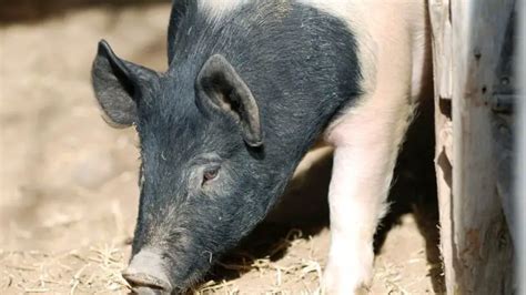 Hampshire Pig | Characteristics, History, and Uses in Agriculture ...