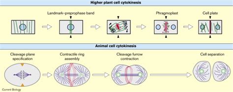 Stages Of Mitosis In Plant Cells Diagram