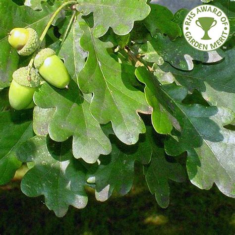 Quercus robur | Buy Native English Oak Trees