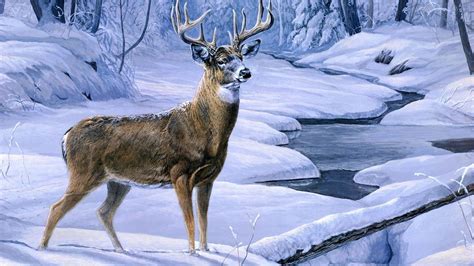 Big Whitetail Buck Wallpaper (56+ images)