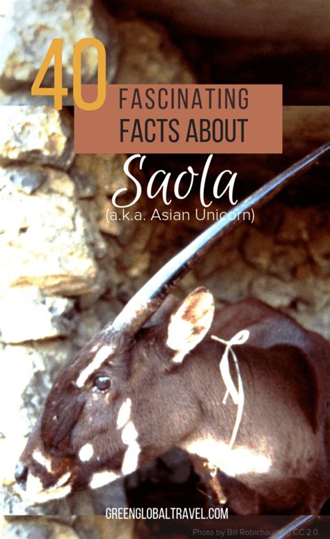 40 Fascinating Facts About the Saola (a.k.a. Asian Unicorn) - Linda Sargent