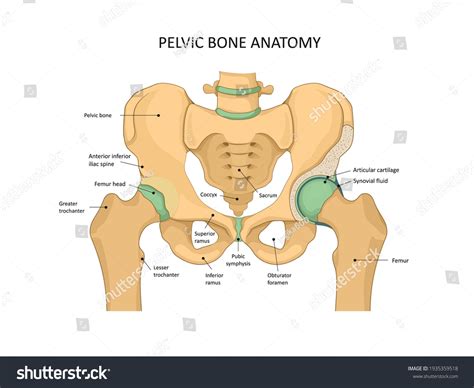 Pelvis Bone Anatomy Sacrum Ischium Pubis: เวกเตอร์สต็อก (ปลอดค่า ...