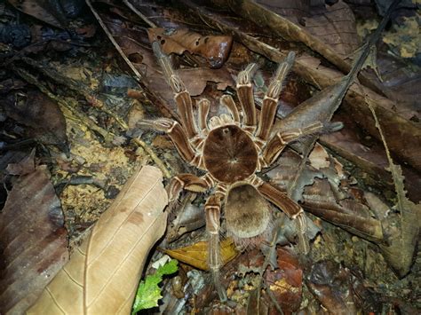 Goliath birdeater spider: habitat and characteristics