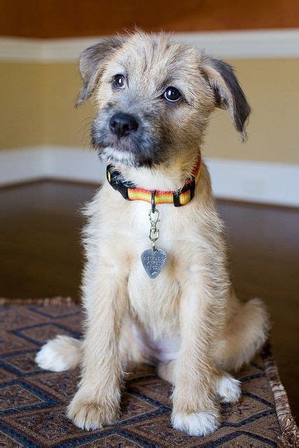 Kelly | Border terrier puppy, Mutt puppies, Mixed breed dogs