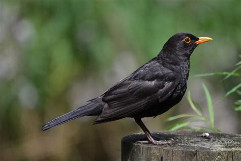 Passeriformes - Common Blackbird