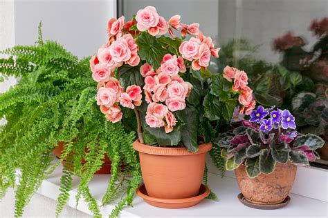 16 Indoor Flowering Plants for 2024 — Top Houseplant Flowers