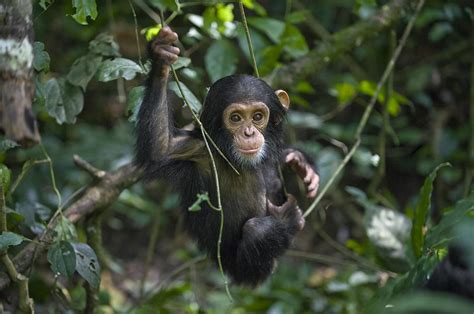 Baby Chimpanzees In Trees