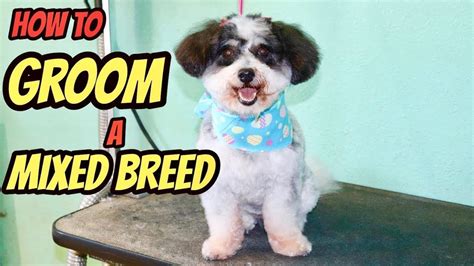 How to groom a poodle mix dog - YouTube