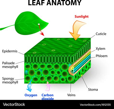 Internal Leaf Anatomy