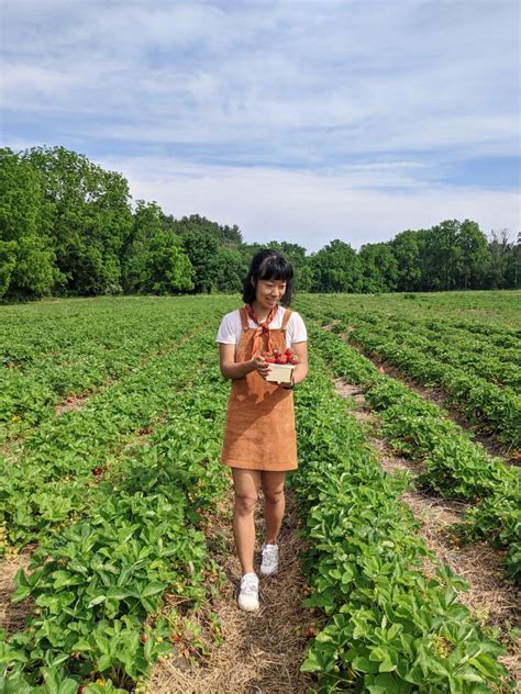 Strawberry Picking Near Boston: 10 Awesome Farms + Map - Mama Knows Best