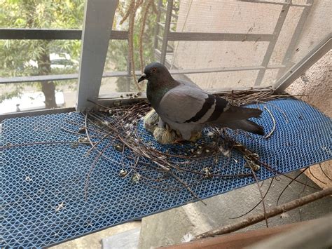 It's amazing pigeons ever survive to adulthood - MediaFeed