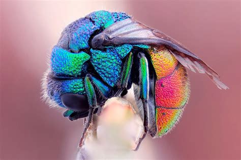 Incredible Examples Macro Photography of Insect 99