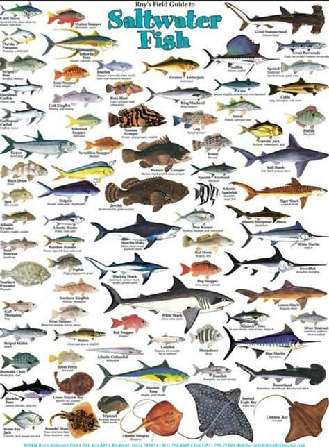 florida deep water fish species - Yahoo Image Search Results in 2023 ...