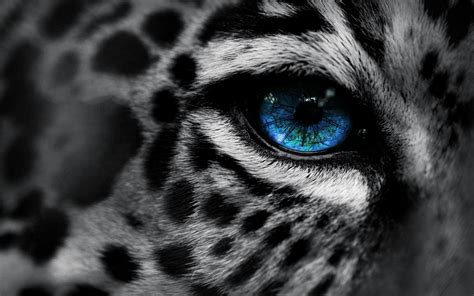 Mac Leopard Desktop Wallpaper