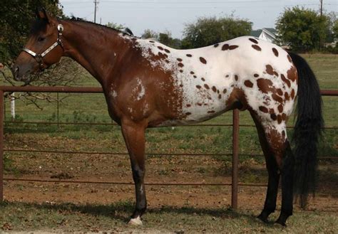 pictures appaloosa horses | Discuss Appaloosa stallions! at the Horse ...