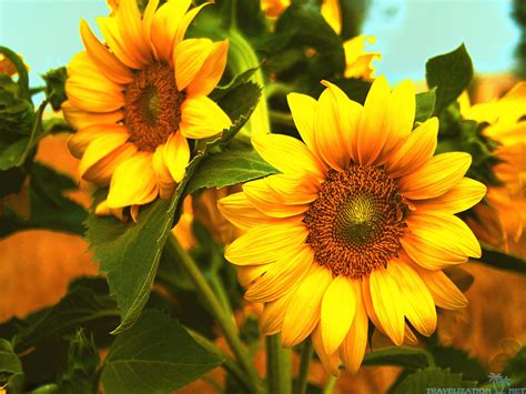 Sunflower Wallpapers (72+ images)