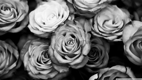 Black And White Rose Wallpaper - WallpaperSafari