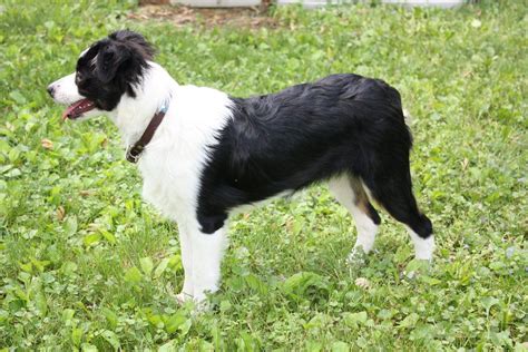 How Are You Supposed To Trim A Australian Shepherd