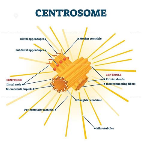 Centrosome organelle medical vector illustration diagram – VectorMine ...