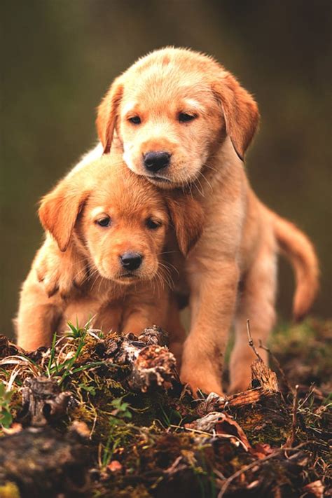 Puppies Wallpaper - KoLPaPer - Awesome Free HD Wallpapers