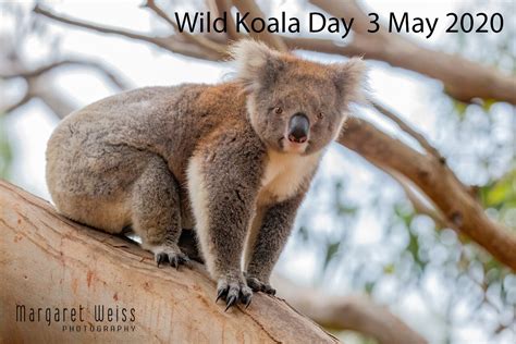 Wild Koala Day 2020 - Margaret Weiss Photography