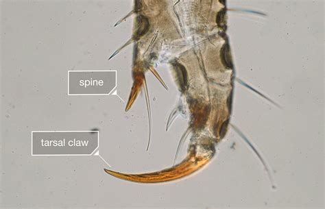 Lice Close Up