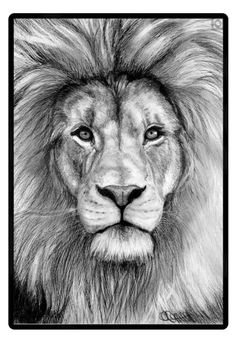 Lion Face Pencil Drawing at PaintingValley.com | Explore collection of ...