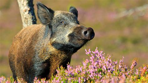 [B!] Wild Boar (Sus scrofa) - British Mammals - Woodland Trust