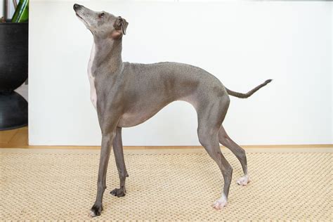 Italian Greyhound: Dog Breed Characteristics & Care