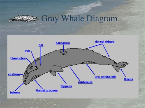 PPT - Gray Whales PowerPoint Presentation, free download - ID:3585481