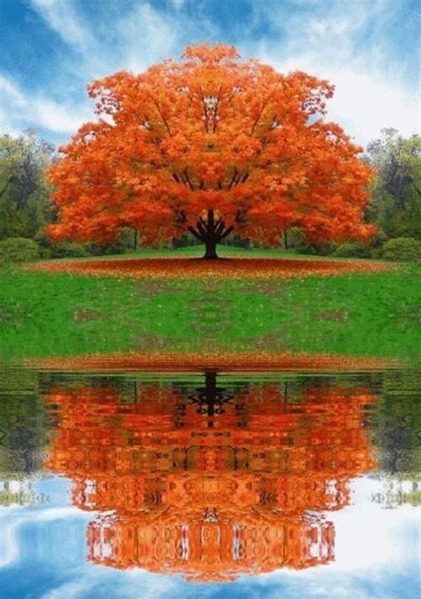 Sugar maple in fall | Beautiful nature, Beautiful tree, Beautiful ...