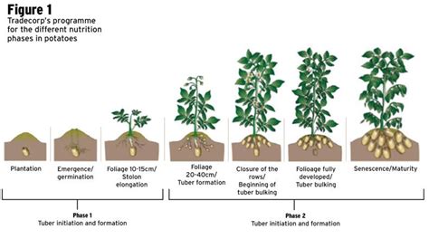 Potato nutrition: pushing for yield potential - 28 March 2018 Premium