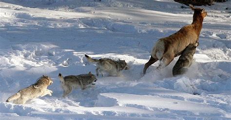 Wolves and Elk in Yellowstone - The Dodo