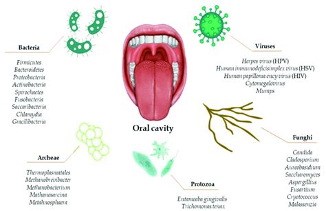 Composition of the human oral microbiota. | Download Scientific Diagram