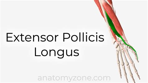 Extensor Pollicis Longus - Origin, Insertion, Action, 3D Model ...