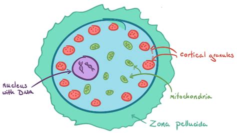 Egg Cell Labeled Diagram